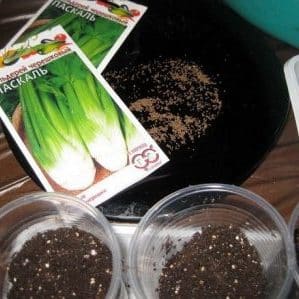 A step-by-step guide to planting celery root seedlings: from preparation to transplanting into the ground