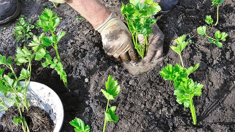 En steg-för-steg-guide för att plantera rotselleriplantor: från förberedelse till transplantation i marken