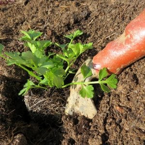 Una guia pas a pas per plantar plàntules d'arrel d'api: des de la preparació fins al trasplantament a terra