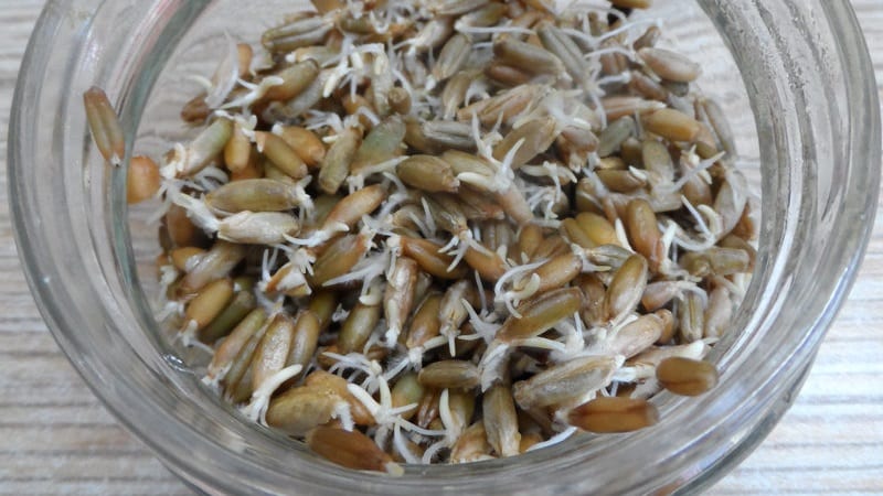 Los beneficios y daños de la avena germinada.