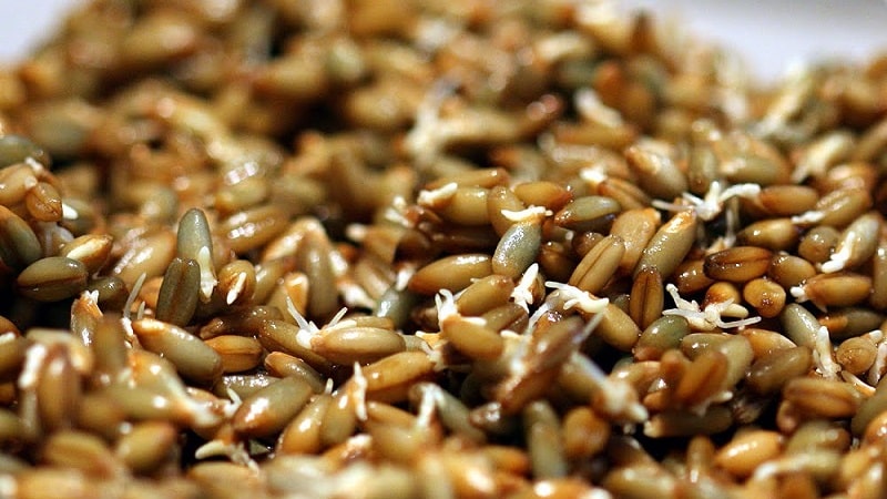 The benefits and harms of sprouted rye for humans