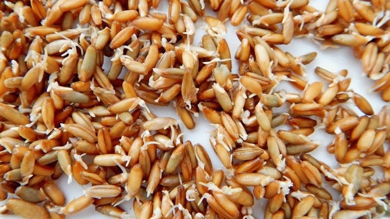 The benefits and harms of sprouted rye for humans