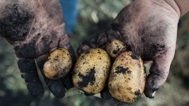 Variedade popular de batata com Repanka de alto rendimento