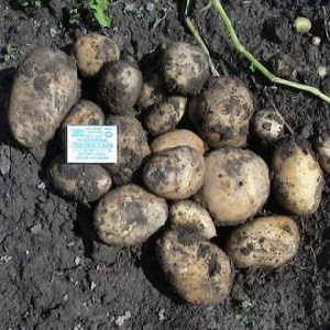 Popular potato variety with high yield Repanka