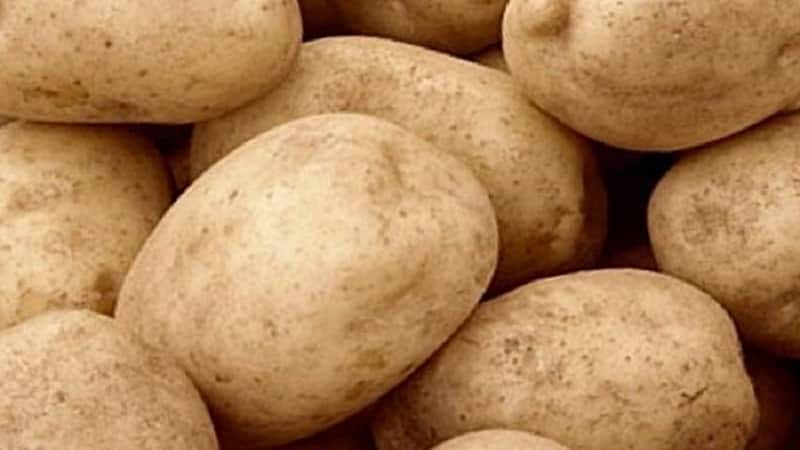 La varietà di patate medio-tardiva Tuleevskij, popolare tra i giardinieri