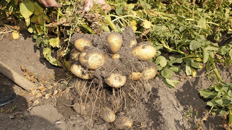 La variété de pomme de terre mi-tardive Tuleevsky, populaire parmi les jardiniers