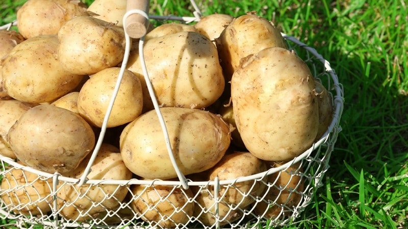 A variedade de batata Tuleevsky, popular entre os jardineiros