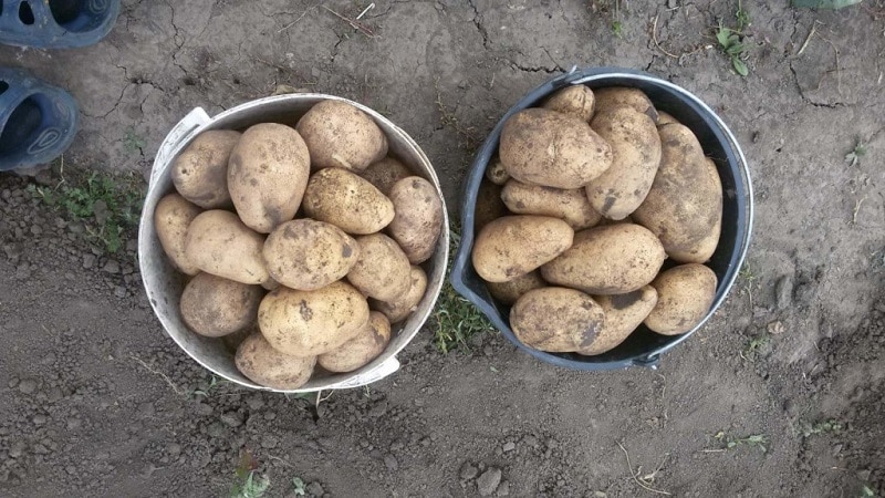 A variedade de batata Tuleevsky, popular entre os jardineiros