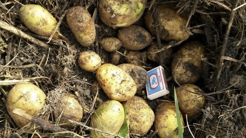 Die bei Gärtnern beliebte mittelspäte Kartoffelsorte Tuleevsky