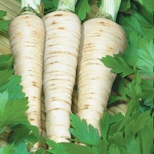 Planting and caring for root parsley in open ground