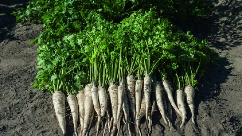 Wortelpeterselie planten en verzorgen in de volle grond