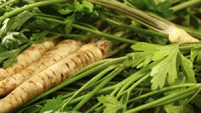 Planting and caring for root parsley in open ground