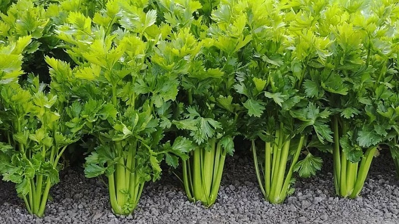 Wortelpeterselie planten en verzorgen in de volle grond