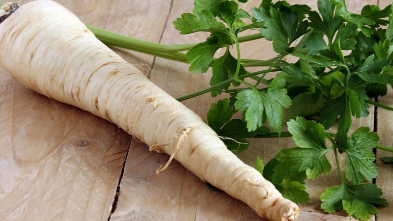 Planting and caring for root parsley in open ground