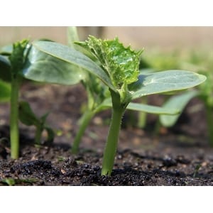 Recomendaciones para plantar semillas de pepino en campo abierto en julio.