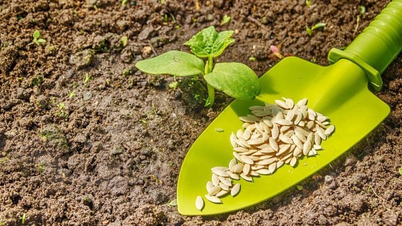 Anbefalinger til plantning af agurkfrø i åben jord i juli