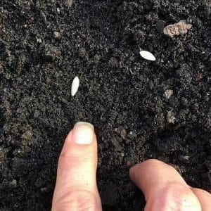 Recommendations for planting cucumber seeds in open ground in July