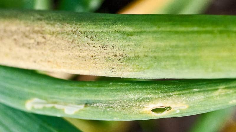 Schritt-für-Schritt-Anleitung: Wie man Lauch aus Setzlingen züchtet