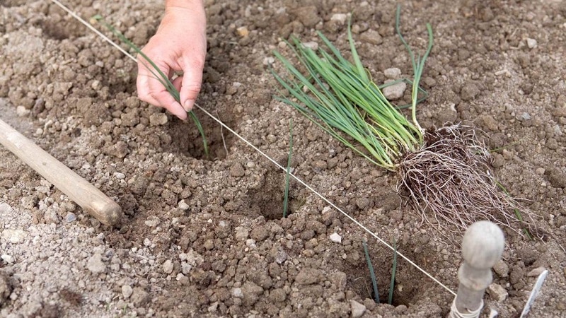 Hakbang-hakbang na mga tagubilin: kung paano palaguin ang mga leeks mula sa mga punla