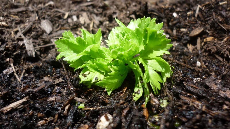 Trinn-for-trinn-instruksjoner for planting av petiole selleri for frøplanter