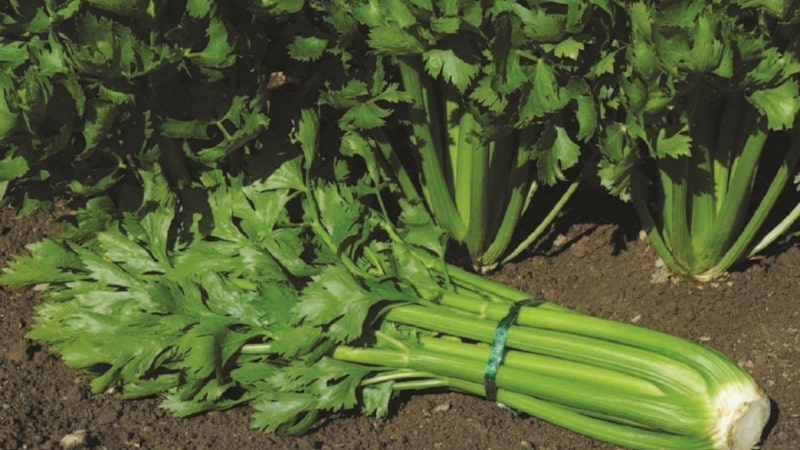 Step-by-step instructions for planting petiole celery for seedlings