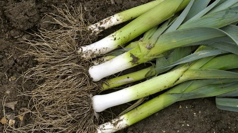 Návod na pěstování pórku ze semínek krok za krokem pro začínající zahradníky