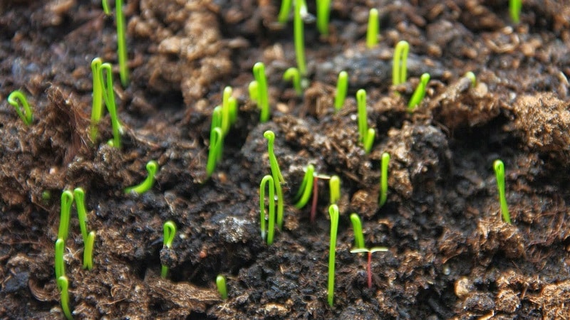 Isang hakbang-hakbang na gabay sa paglaki ng mga leeks mula sa mga buto para sa mga baguhan na hardinero