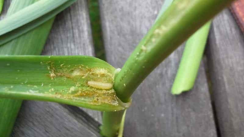 Isang hakbang-hakbang na gabay sa paglaki ng mga leeks mula sa mga buto para sa mga baguhan na hardinero