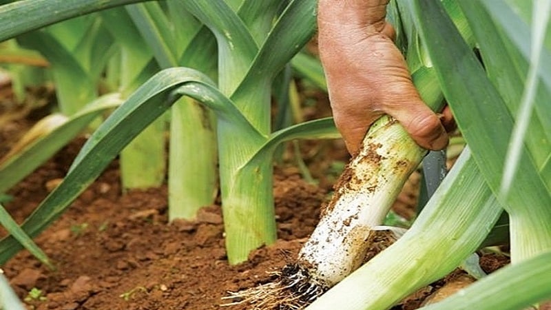 Um guia passo a passo para cultivar alho-poró a partir de sementes para jardineiros iniciantes