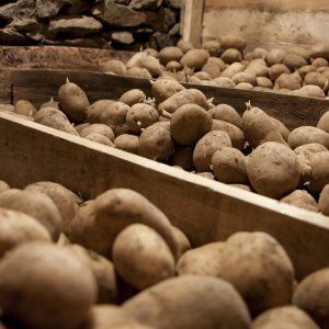 Regole per conservare le patate in cantina