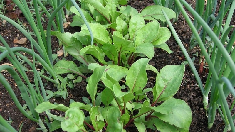 Rules for carrot crop rotation: after what to sow, what to plant after and next to