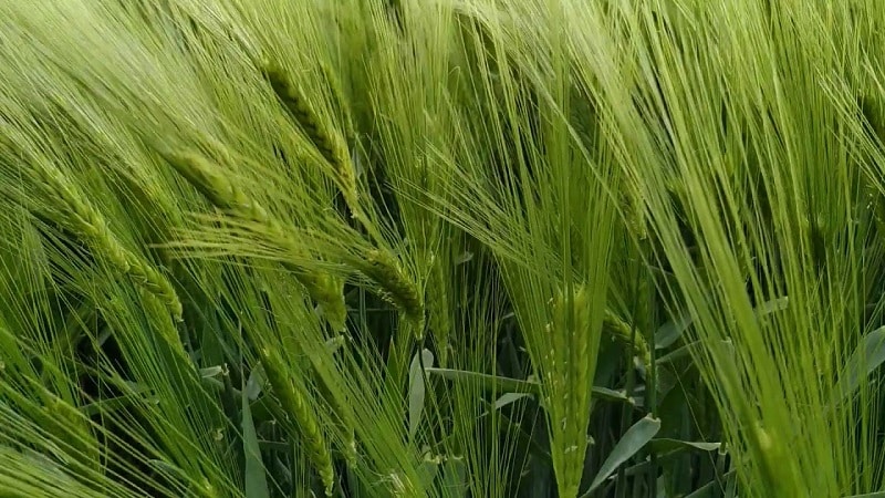 Rules for growing winter barley