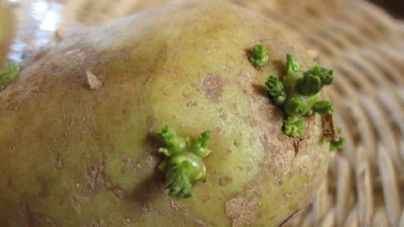 Sprouted potatoes: what to do with them and can you eat them?