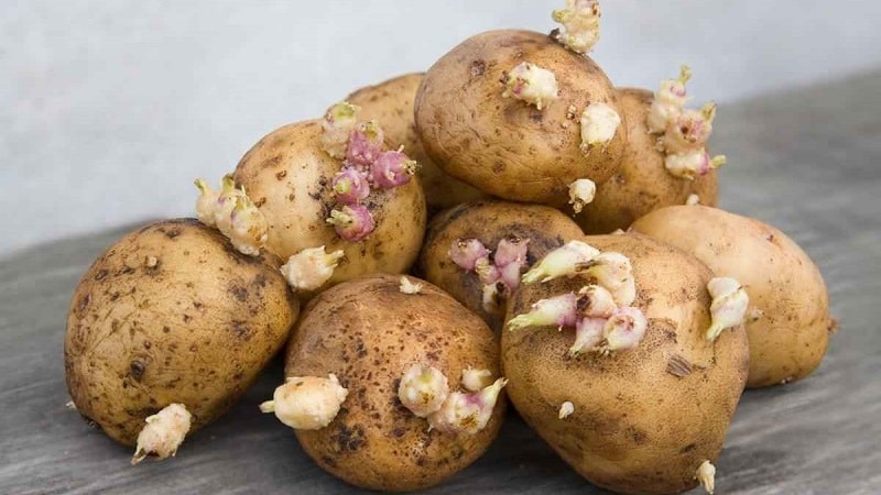 Grodd potatis: vad ska man göra med dem och kan du äta dem?