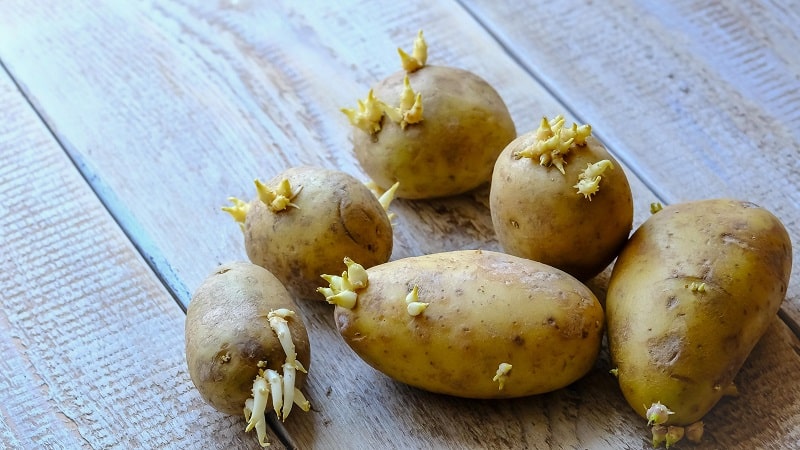 Grodd potatis: vad ska man göra med dem och kan du äta dem?