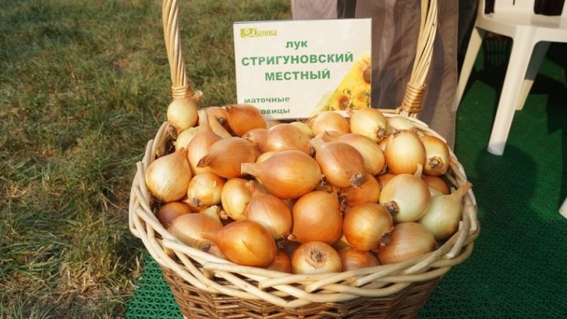 Skorá odroda cibule pre univerzálne použitie Strigunovsky local