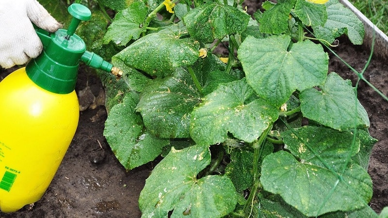 Remédios populares para uma melhor colheita de pepinos: receitas de fertilização em terreno aberto