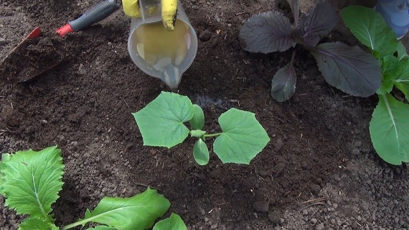 Remedios populares para una mejor cosecha de pepinos: recetas de fertilización para campo abierto.