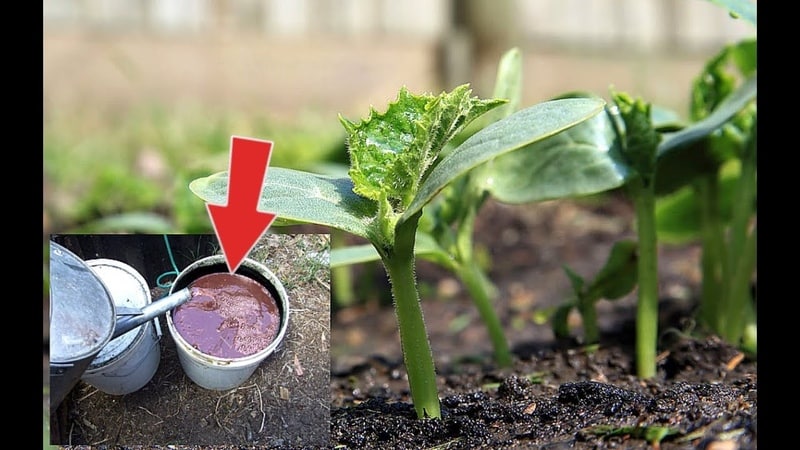 Remédios populares para uma melhor colheita de pepinos: receitas de fertilização em terreno aberto