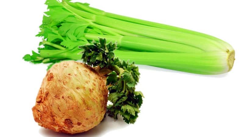 Celery for an infant: how to properly introduce it into complementary foods