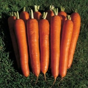 Varietà di carota grande Red Giant