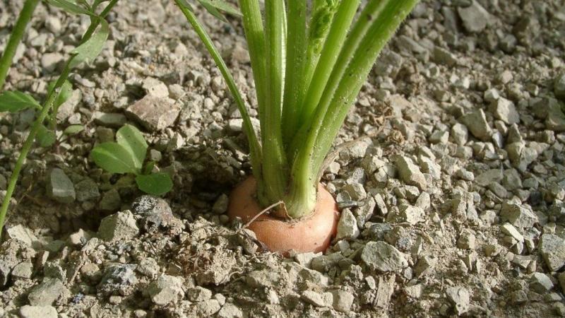 Varietà di carota grande Red Giant