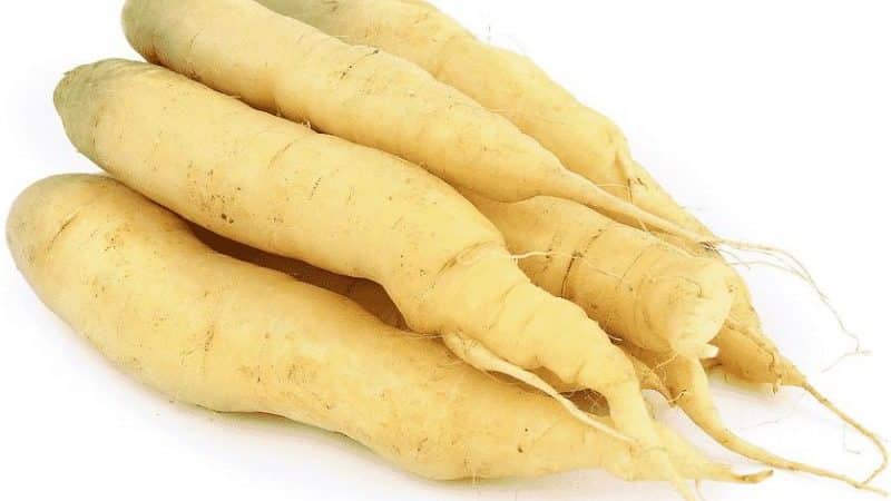 Varieties of white carrots and their beneficial properties for the human body