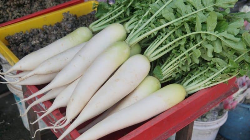 Varieties of white carrots and their beneficial properties for the human body