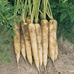 Varieties of white carrots and their beneficial properties for the human body