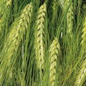 Characteristics and description of the barley variety Vakula