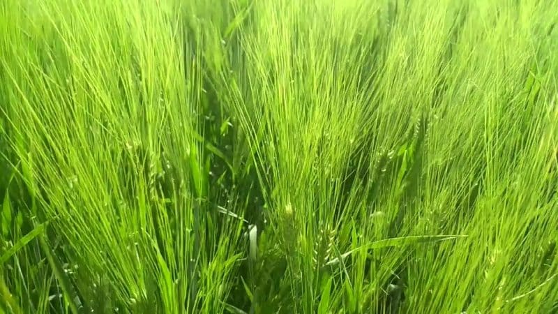 Characteristics and description of the barley variety Vakula