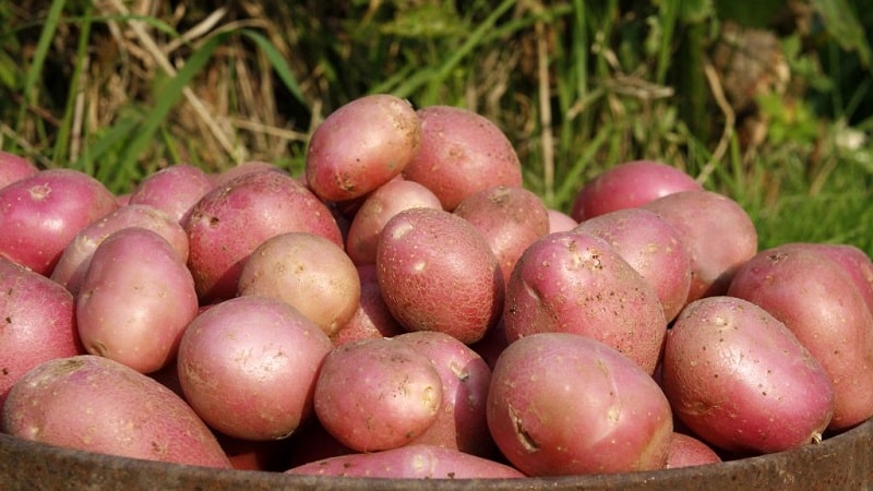 Variété de pomme de terre mi-tardive Aladdin, adaptée à diverses conditions climatiques