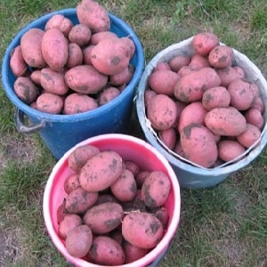 Variété de pomme de terre mi-tardive Aladdin, adaptée à diverses conditions climatiques