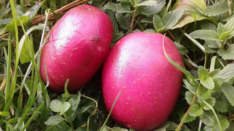 Mid-late potato variety Aladdin, suitable for various climatic conditions